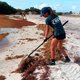 Grote eilanden van zeewier bedreigen Bonaire: ‘Het is een stille milieuramp’