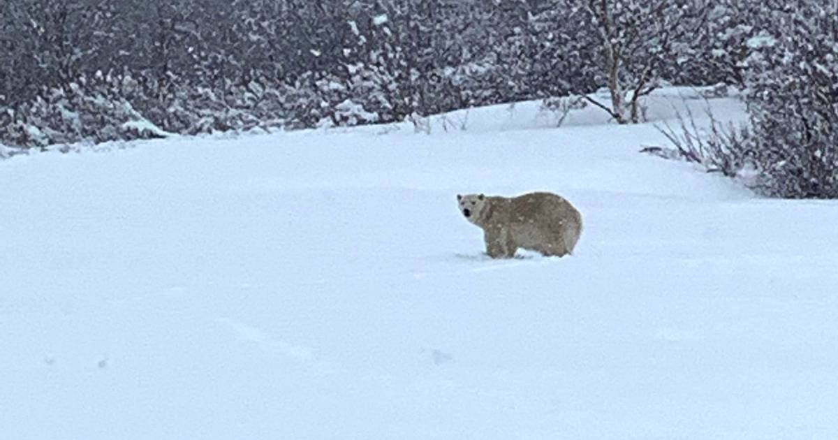 Un orso polare avvistato in un luogo insolito nel Canada meridionale |  all’estero