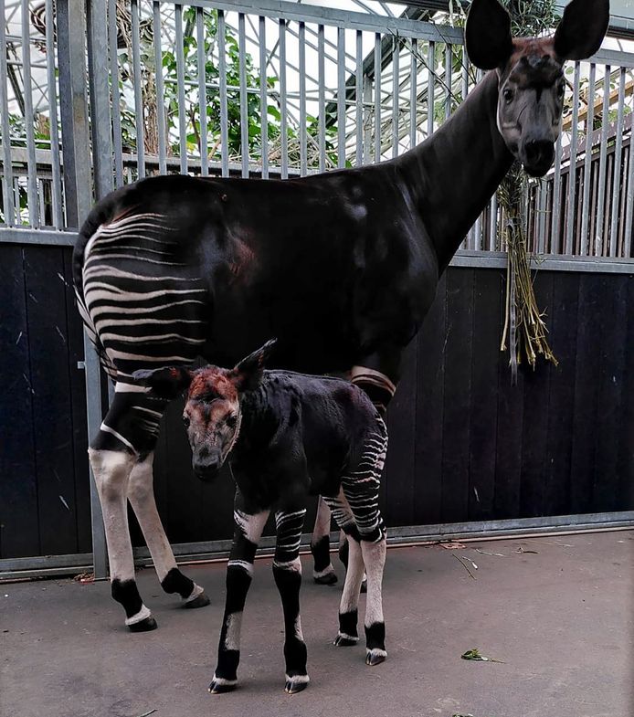 Moeder M’buti poseert met haar pasgeboren jong voor de camera.