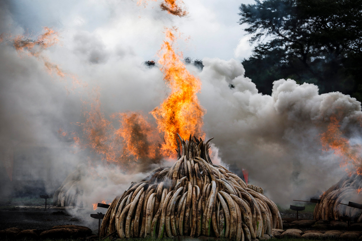 Op 30 april dit jaar verbrandde Kenia 105 ton slagtanden van olifanten, en 1,35 ton hoorn van neushoorns. Alleen al in Kenia doden stropers naar schatting jaarlijks 30.000 olifanten om hun slagtanden. Beeld EPA