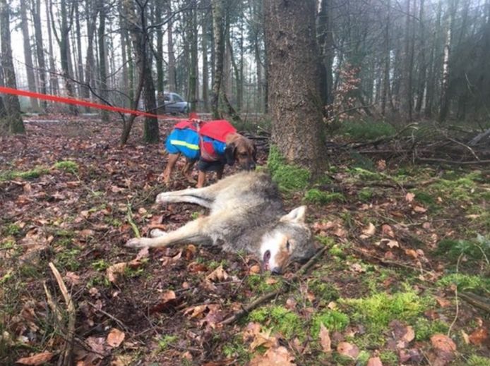 Op de Noord-Veluwe in de buurt van het Nederlandse Epe werd vandaag een jonge wolf doodgereden.