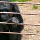Ontsnapt chimpanseepaar komt droevig ten einde