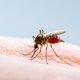 Oh nee: muggen op komst die ook 's winters steken