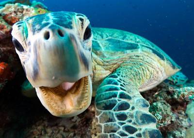 Blue Planet 2 gaat vanavond los op BBC