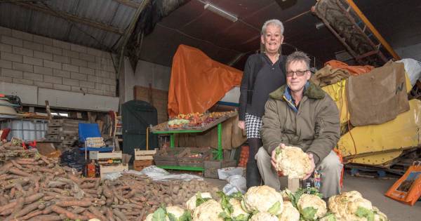 Boer Martin geeft 700 bloemkolen met een kleurtje gratis weg - AD.nl