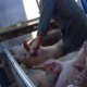 Activist Roel Binnendijk wordt verdacht van dierenmishandeling door zijn eigen undercoverbeelden