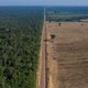 EU verbiedt producten die bijdragen aan ontbossing; handelaren in soja, rundvlees en palmolie verder onder de loep