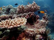 Australië stopt honderden miljoenen in bescherming Great Barrier Reef
