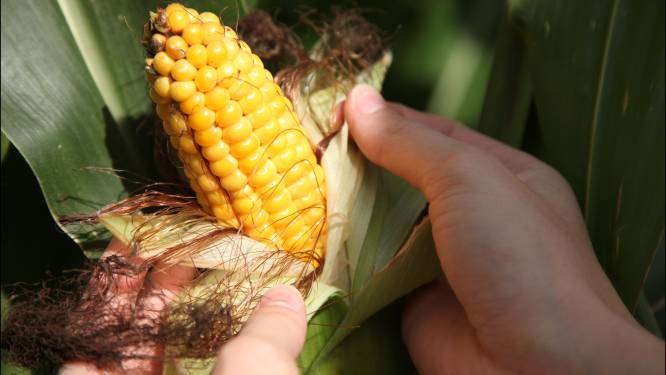 Blé OGM dans l'Oregon: pas de traces de contamination