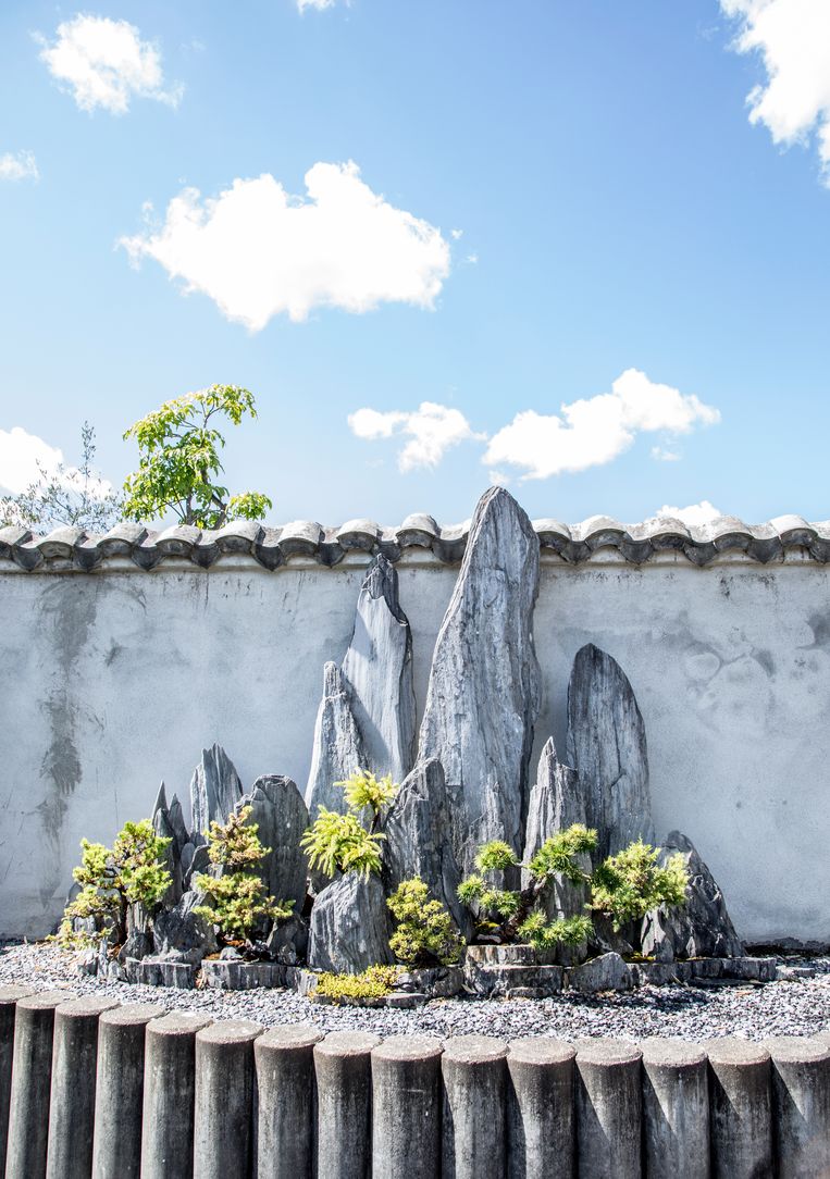 De Botanische Tuin Zuidas is de enige met een bonsai- en penjing-verzameling. Beeld Lotte Bronsgeest