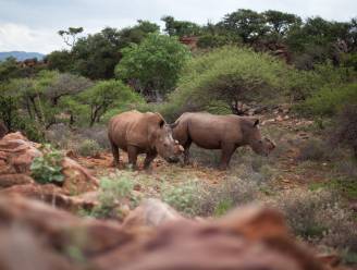Hoe de bescherming van neushoorns en ander zeldzaam wild steeds meer op een oorlog begint te lijken