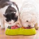 Is dit een hond of een kat?