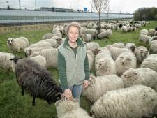 Schaapsherder Daphne komt even komen logeren... met haar 250 schapen
