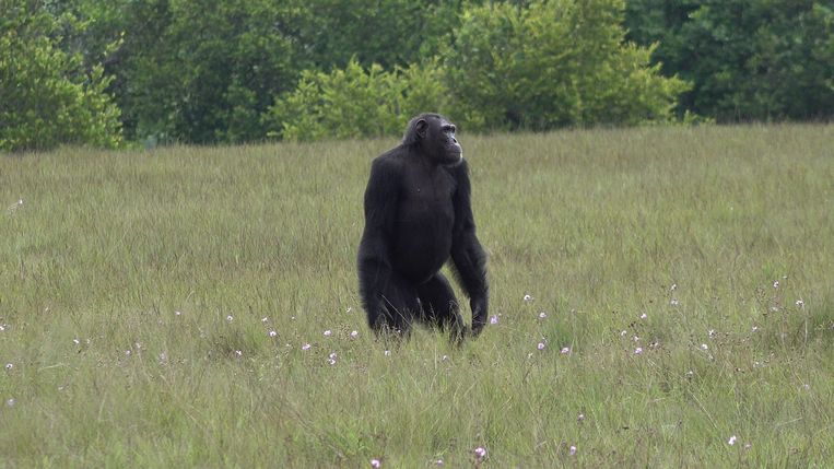 Een van de chimpansees uit de onderzoeksgroep in Gabon. Beeld Lara Southern/ Ozouga LCP