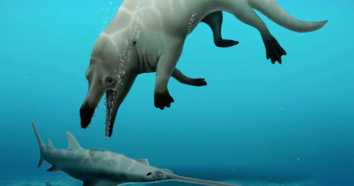 Four-legged cetacean found in Egypt |  Science