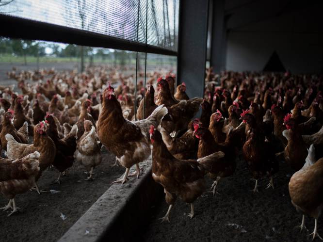 Extra strenge maatregelen rond pluimvee nadat variant van vogelgriep werd vastgesteld net over Franse grens