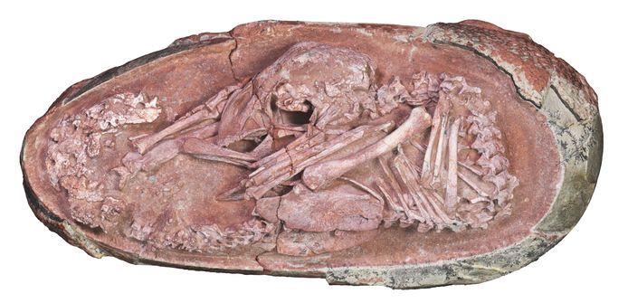 Vue de l'embryon d'oviraptorosaure "Baby Yingliang", l'un des embryons de dinosaure les mieux conservés jamais signalés, sur cette photo obtenue par Reuters le 22 décembre 2021.