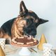 Is je hond binnenkort jarig? Hier haal je de lekkerste taarten voor je trouwe viervoeter