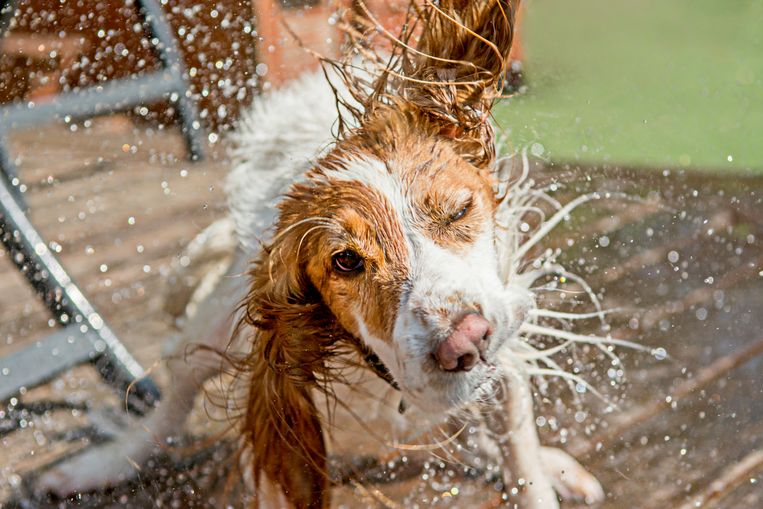 Waarom je je hond niet moet natspuiten met warm weer Beeld Getty Images