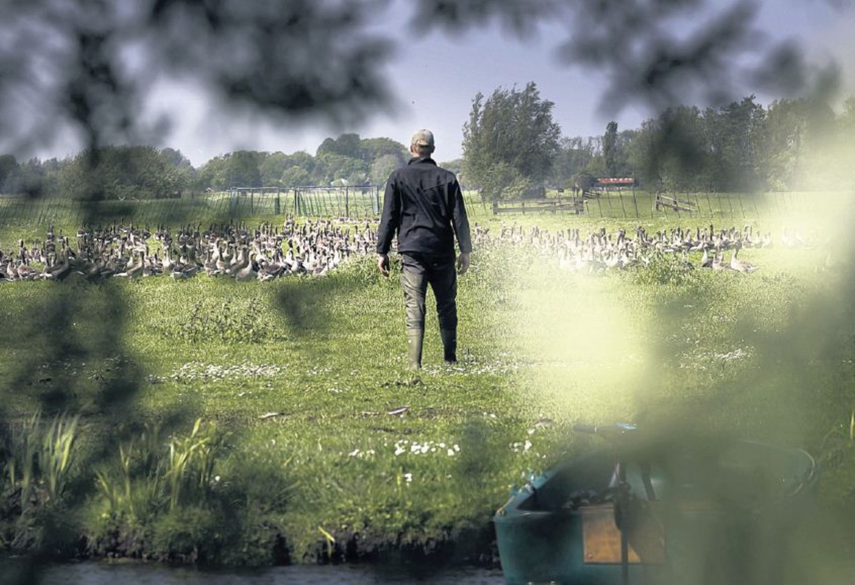 Nu mogen ganzen alleen nog in de buurt van Schiphol worden vergast. Beeld Olivier Middendorp/HH