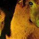 Door klonen fluorescent gemaakt schaap belandt toch in voedselketen