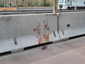 Hoge veiligheidsblokken in Schilde eisen levens van drie reeën: “Door ‘Berlijnse Muur’ zitten ze in de val”