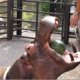 Video | nijlpaarden eten watermeloen als snoepjes