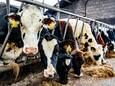 Provincie Overijssel over stikstofuitspraak: ‘Nog meer onzekerheid voor boeren’