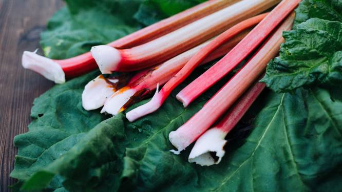 Rabarber: meer dan een ingrediënt voor crumble of confituur. “Maak eens kip met rabarbermoes in plaats van appelmoes”