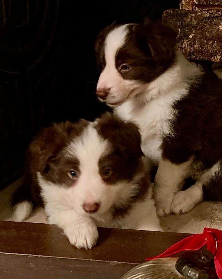 Dit zijn de twee jonkies van moederhond Grace. Beeld Instagram Het Deense Koningshuis