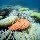 Australië gaat drie miljoen kubieke meter baggerslib lozen op Great Barrier Reef
