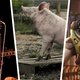 Elvis Presley, Buzz Lightyear en een wroetende varkenssnuit: vier films om deze week voor naar de bioscoop te gaan