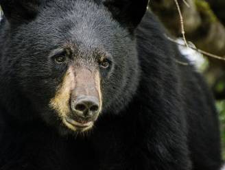 Jager in kritieke toestand nadat de beer die hij net doodschoot recht op hem valt