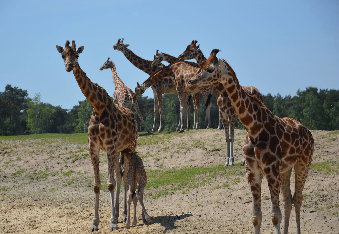 safari girafe beekse bergen