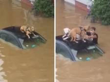 Des chiens sauvés des inondations à Verviers