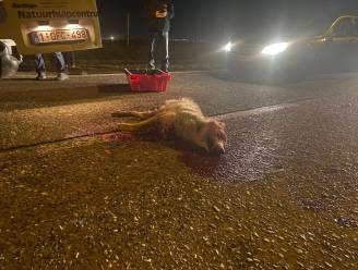 Opnieuw wolf doodgereden in Limburg: “Meermaals overreden”