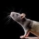 Dít moet je doen als je een rat (of muis) in huis hebt