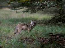 Minder wild op de Veluwe door komst van de wolf? ‘Er zijn zelfs meer zwijnen’