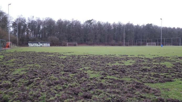 Sportpark De Pinkenberg in Velp is bezocht door een groep wilde zwijnen.