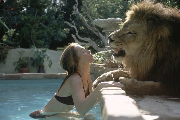 Tippi Hedren speelt aan het zwembad met haar leeuw Neil.