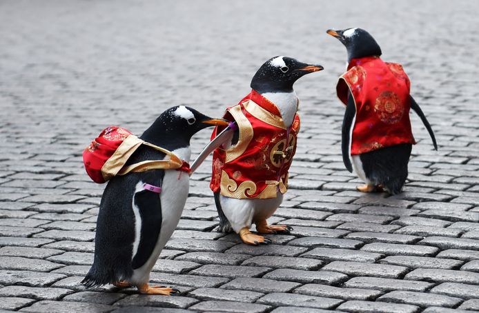 Drie Pinguïns, met een veiligheidsvestje aan, maken in het Chinese Harbin reclame voor de lokale dierentuin ‘Polarland’. Foto Wang Jianwei/Xinhua