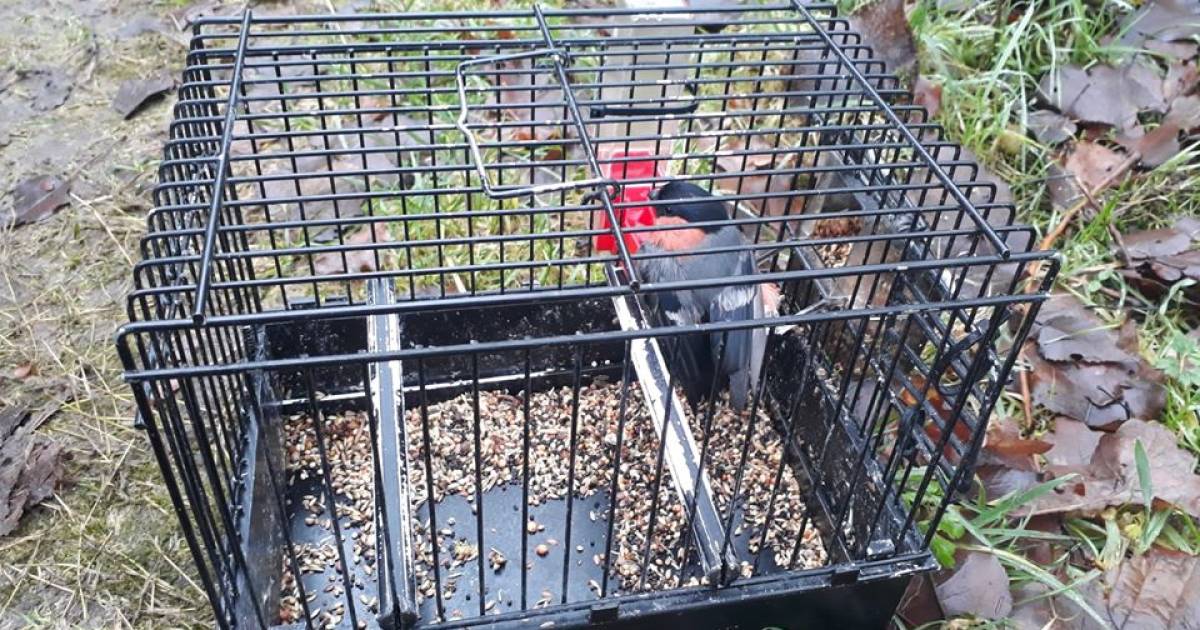 Productiviteit Carry periodieke Stropers proberen vogeltjes te vangen in bos bij Eindhoven: twee verstrikte  mezen en lokvogel bevrijd | Eindhoven | ed.nl