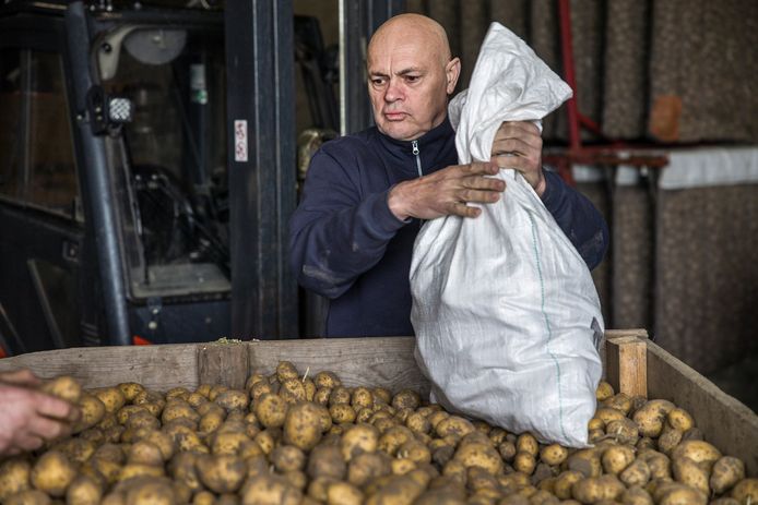 Jaap Korteweg in de weer met biologische aardappelen.