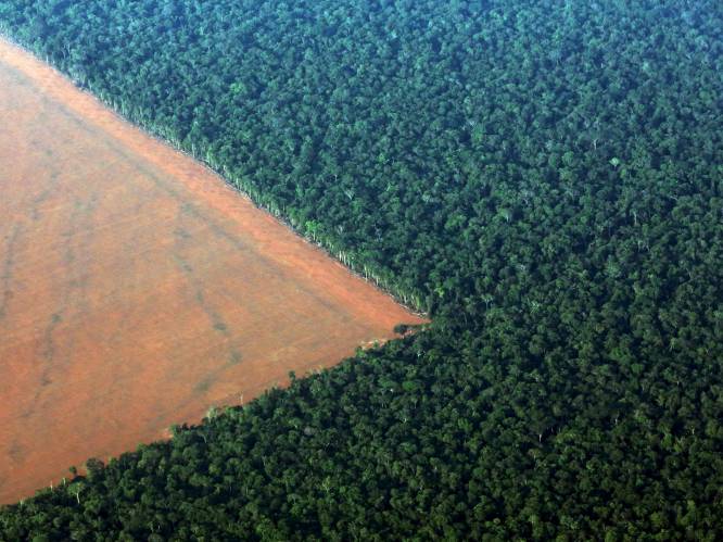 Op 1 jaar tijd bos zo groot als half Vlaanderen verdwenen: ontbossing Amazonewoud op hoogste niveau in tien jaar