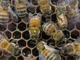 Honing bevat pesticiden