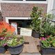 Vandalisme in de Jordaan: ‘Zinloos geweld tegen planten’
