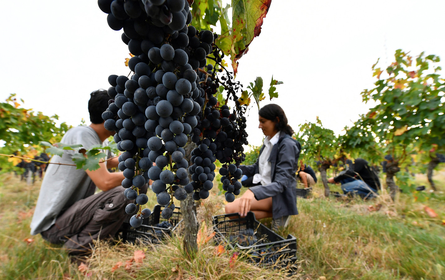In een wijngaard vlakbij Bordeaux worden druiven geplukt.