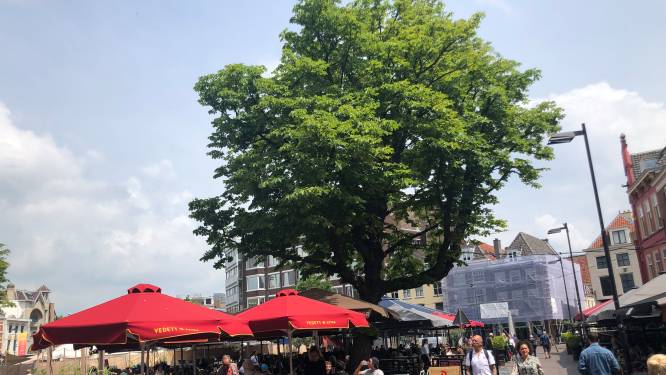 En wéér sneuvelt een grote boom op het drukste plein van Utrecht