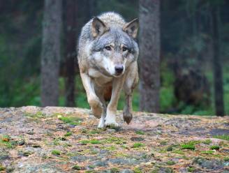 Wolvenmanifest vraagt maatregelen om Vlaamse schapen te beschermen tegen wolven