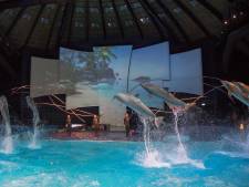 Voorstellingen Dolfinarium in Harderwijk in strijd met Europese regels: ‘Maat is nu echt vol’